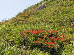 Calliandra tweediei
