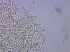 Microcalicium disseminatum