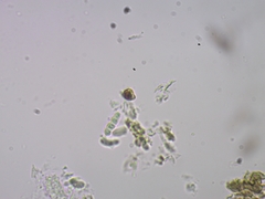 Microcalicium disseminatum