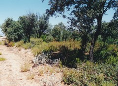 Cistus atriplicifolius