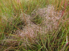 Agrostis montevidensis