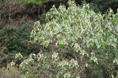 Mallotus apelta