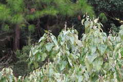 Mallotus apelta