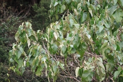 Mallotus apelta