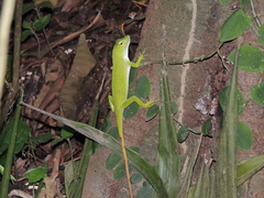 Anolis biporcatus