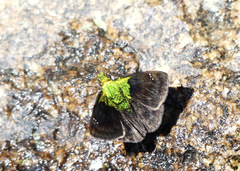 Gorgopas trochilus