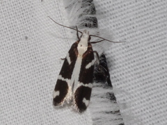 Epilechia catalinella