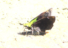 Gorgopas trochilus