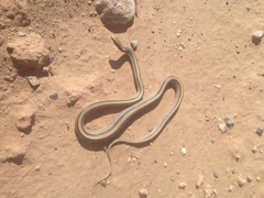 Salvadora deserticola