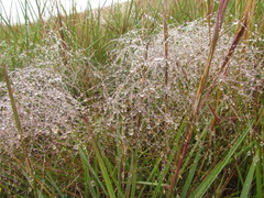 Agrostis montevidensis