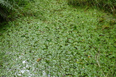 Potamogeton suboblongus