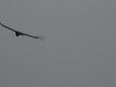 Ictinaetus malaiensis