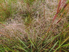 Agrostis montevidensis