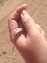 Salvadora deserticola