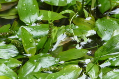 Potamogeton suboblongus