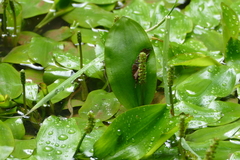 Potamogeton suboblongus