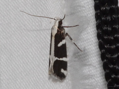 Epilechia catalinella