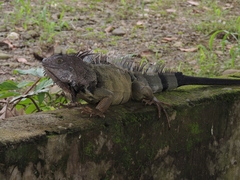 Iguana iguana