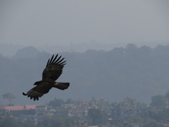 Ictinaetus malaiensis