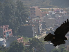 Ictinaetus malaiensis