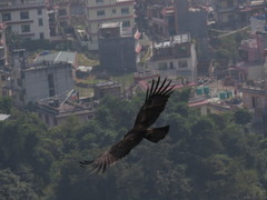 Ictinaetus malaiensis