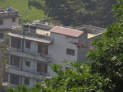 Ictinaetus malaiensis