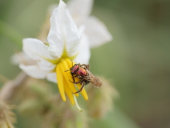 Augochloropsis tupacamaru