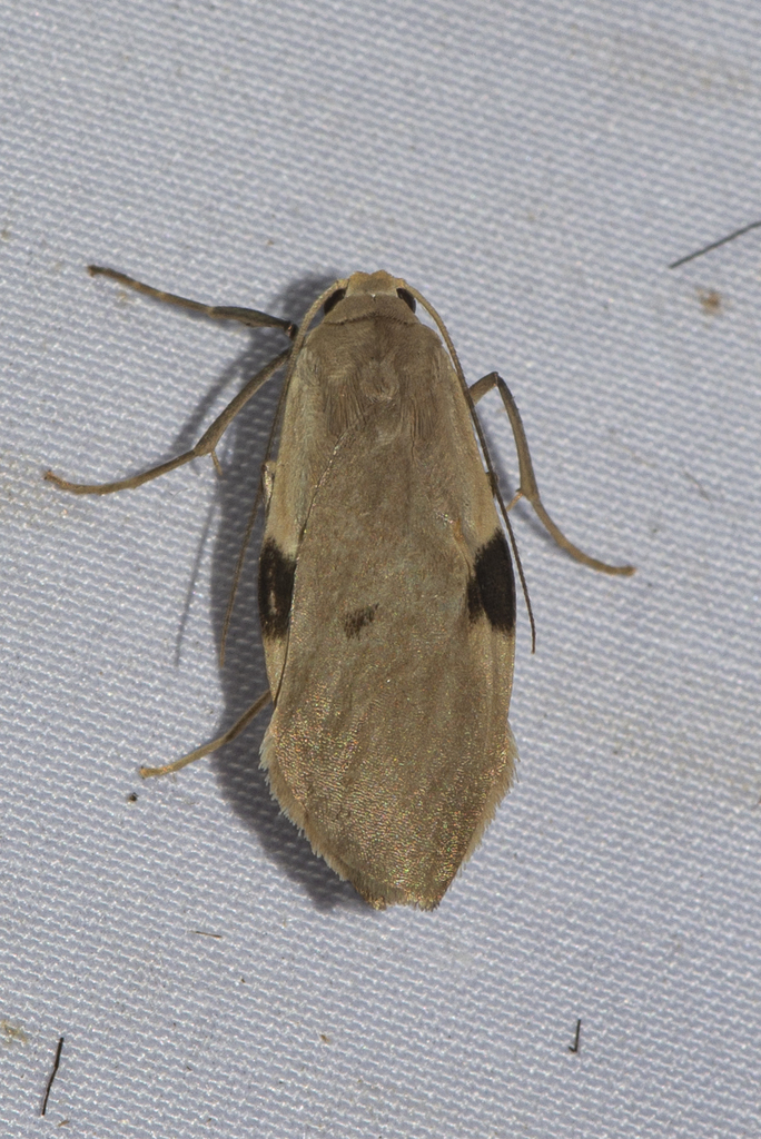 Teulisna protuberans