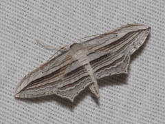 Arcobara multilineata