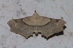 Prolophota trigonifera