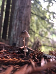 Mycena sanguinolenta