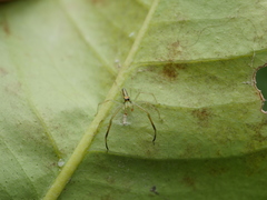 Lyssomanes pauper