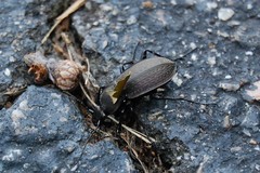 Carabus vinctus