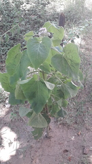 Urolepis hecatantha