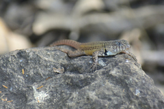 Sceloporus gadoviae