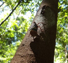 Scamandra daphne