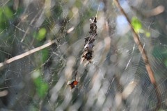 Metepeira labyrinthea