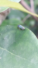 Bucephalogonia xanthophis