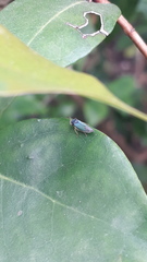 Bucephalogonia xanthophis