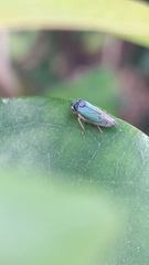 Bucephalogonia xanthophis