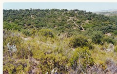 Cistus atriplicifolius