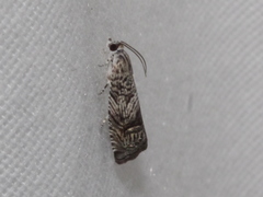 Ofatulena duodecemstriata