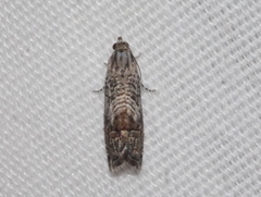 Ofatulena duodecemstriata