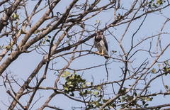 Buteo auguralis