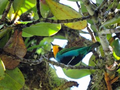 Chlorochrysa nitidissima