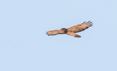 Buteo auguralis