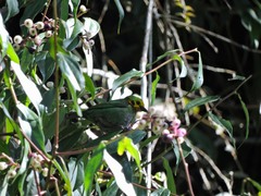 Chlorochrysa nitidissima