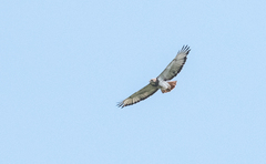 Buteo auguralis