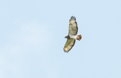 Buteo auguralis