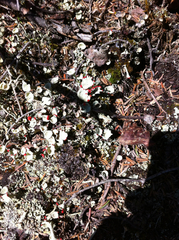 Cladonia pleurota
